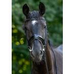 Trust( Trust ) широкий нос кожа / узда ( рука .* комбинированный нос кожа есть )