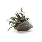 ジオ テラリウム Sサイズ おしゃれなガラスケース 観葉植物用のプランター