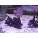  Bloom u mia The mi5cm передний и задний (до и после) на фото организм . доставим.