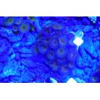 ..( коралл ) кнопка поли p Gold 10cm передний и задний (до и после) на фото организм . доставим.