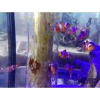 カクレクマノミ 5cm前後 餌付け済み
