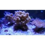  Kiva natosaka12cm передний и задний (до и после) на фото организм . доставим.