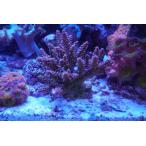  зеленый isi" лиловый / желтый " 10cm передний и задний (до и после) на фото организм . отправляем.