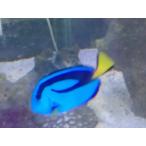  наан you - gi сильно сниженная цена 4~5cm передний и задний (до и после) MS размер 