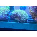 ..( коралл ) Star поли p желтый размер 3m передний и задний (до и после) на фото организм . доставим.