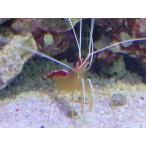  скунс шримс 3~5cm передний и задний (до и после) приманка установка завершено 