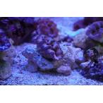 hime автомобиль kogai прекрасный голубой Okinawa производство 5cm передний и задний (до и после) на фото организм . доставляем.