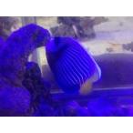 タテジマキンチャクダイ 13cm前後 餌付け済み 画像の生体をお届けします