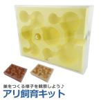  есть наблюдение комплект разведение сырой . есть . есть. гнездо домашнее животное koro колено кейс контейнер дом Home учеба развлечение . чуть более образование construction эксперимент интересный ученик начальной школы 