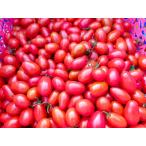 [ сейчас только бесплатная доставка ] органический eko fe старт самый super превосходящий . выигрыш помидор * нет пестициды * нет удобрение, мини помидоры * rosso na поли язык *1kg, иметь машина, подарок на Bon Festival 