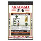  Omiya зеленый сервис 2 шт.@ линия твердость красный шар земля shohin bonsai 13L