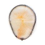  web механизм (Wave Gear) рыболовная сеть овальный рыболовная сеть L стальной KP-382