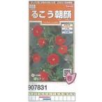 ルコウソウ るこう朝顔[907831]