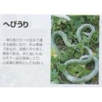 【特殊ウリ】ヘビウリ（へびうり）〔固定種0327〕