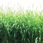  вид [ сорго ] изначальный . сорго 25kg[ka кошка вид рассада ] семена . стоимость сидераты трава весна .