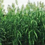  вид [ сорго ] штраф сорго 25kg[ka кошка вид рассада ][ отдаленный остров * Okinawa доставка отдельно ]. стоимость сидераты трава семена 