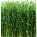  вид [ Hsu Dan стакан ] summer беж la- маленький стебель 20kg большой пакет [ka кошка вид рассада ] трава . стоимость семена весна .