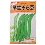 家庭菜園用 小袋種子 ソラマメ 早生そら豆 20ml カネコ種苗　【ネコポス可 5個まで】