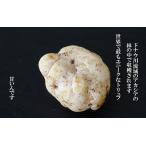 トリュフ フレッシュ ハニートリュフ 約100g（20〜50g） 不定貫 g当たり205円 ハンガリー産