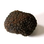 トリュフ フレッシュ 秋トリュフ 約50g 不定貫 gあたり322円 オータムトリュフ Tnber UNCINATUM ブルガリア、イタリア産 金曜日発送