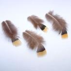  gold Kei маленький перо / перо 4 листов входит ( желтый )