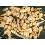 . клубень (kikimo) сырой . клубень собака Lynn 1kg Kawasaki производство нет пестициды .. длина бесплатная доставка 