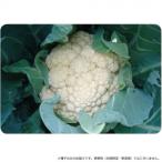 小林種苗 カリフラワー種子 ラップスター　7222　20ml