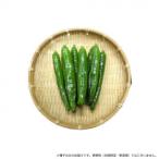 小林種苗 ピーマン種子 グリルピーマン　5819　500粒