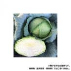 小林種苗 キャベツ種子 藍王　6600　コートL5000粒
