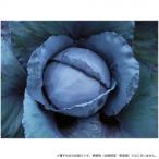 小林種苗 キャベツ種子 プレミアレッド　8450　コート