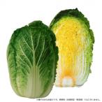 小林種苗 金の王様白菜 ベー太郎75 ハクサイ種子　576