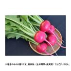 小林種苗 カブ種子 あかくら　13　1dl