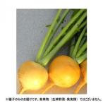 小林種苗 カブ種子 おお黄に　7239　2000粒