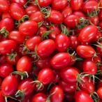 ショッピング野菜 野菜 トマト サザキ農園の「アイコ」1kg 産地直送