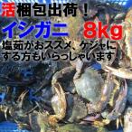 魚介類 カニ 生出荷!食用イシガニ 石蟹8kg 活状態梱包 約8kg80杯 産地直送