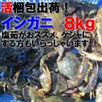 魚介類 カニ 生出荷！食用イシガニ 