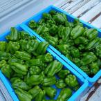 野菜 ピーマン ふぞろいのピーマンたち(農薬不使用) 約2キロ 産地直送