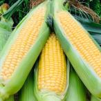販売期間2025/11/30まで 野菜 とうもろこし 生でも食べられるとうもろこし 中5本 産地直送