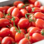 野菜 トマト 笑顔溢れる甘さ！！超濃厚ミニトマト「トマランタン1キロ」 産地直送