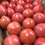 販売期間2025/07/15まで 野菜 トマト 期間限定!SSサイズのちっちゃな桃太郎トマ 産地直送