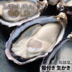  Samurai Gold склон . производство . имеется ..50 штук сырой еда OK* весна * лето тоже прекрасный тест ....![ три раз body magaki]