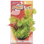 コトブキPON！　ポンっと水草グリーングラスS【レターパックプラスOK】