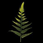 ショッピングおせち料理 料理飾り おせちウラジロ 小 KK-107 (巾65 高さ106 材質PE) 500個