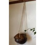  кокос висячий 