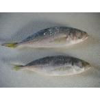  рефрижератор ставрида японская S размер 1K