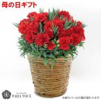 母の日 ギフト 花 赤いカーネーションの鉢花 5号鉢 2025母の日プレゼント 花 ギフト 花鉢 母の日 カーネーション 赤 鉢カバー付き 花 お母さん お義母さん