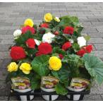 ベコニアフォーチュンの苗