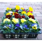 色ミックスのパンジーの苗