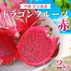  питахайя красный 2kg( большой шар примерно 4~7 шар )l бесплатная доставка l Okinawa производство нет пестициды . старый остров из прямая поставка от производителя l... прекрасный тест .. красный pi Taya [2025 год лето отправка ]