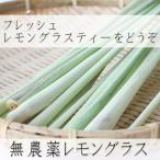 生 レモングラス 葉(フレッシュ ハーブ)沖縄産 無農薬 宮古島から産地直送!送料無料 (500g)